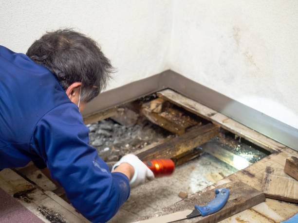 Best Mold Removal Specialists  in Gladwin, MI