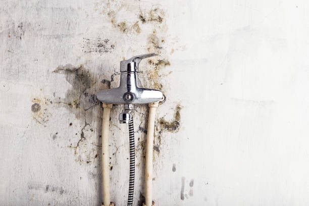 Best Mold Cleaning Services  in Gladwin, MI