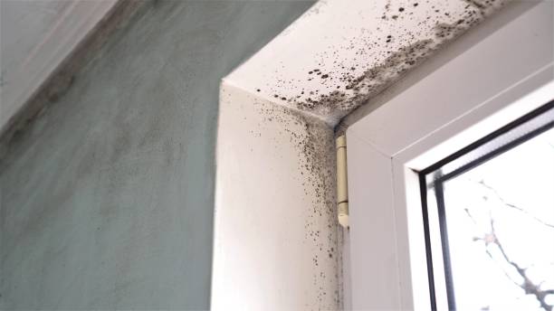 Best Commercial Mold Removal  in Gladwin, MI