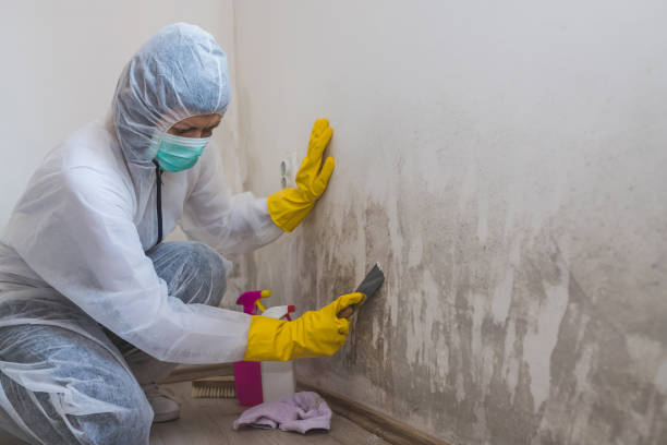 Best Mold Remediation Experts  in Gladwin, MI