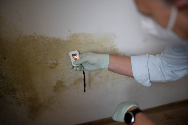 Best Local Mold Removal Service  in Gladwin, MI