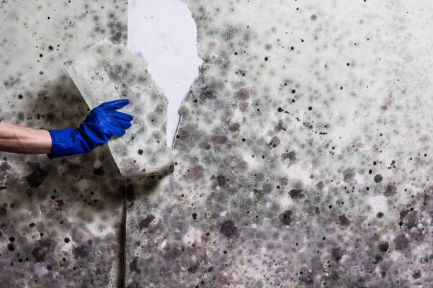 Best Mold Cleaning Services  in Gladwin, MI